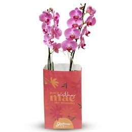 Imagem de Orquídea Pink Presente Para Melhor Mãe
