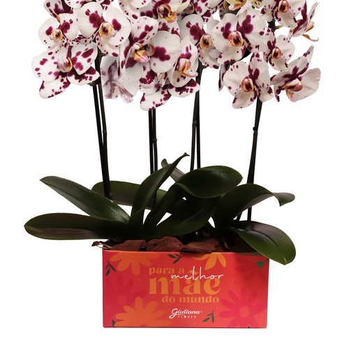 Dupla de Orquídeas Branca Mesclada Para Melhor Mãe