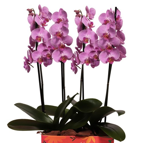 Dupla de Orquídeas Pink Para Melhor Mãe