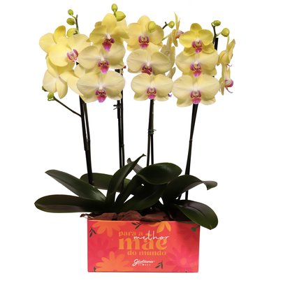 Dupla de Orquídeas Amarelas Para Melhor Mãe