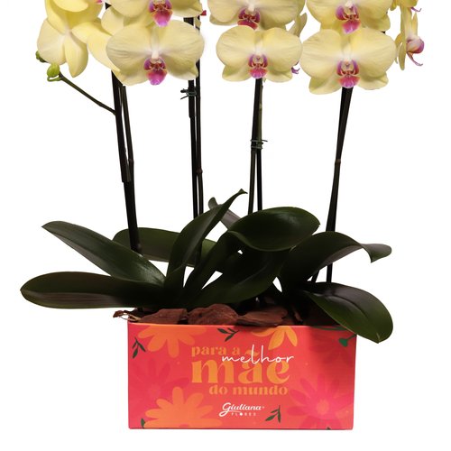 Dupla de Orquídeas Amarelas Para Melhor Mãe