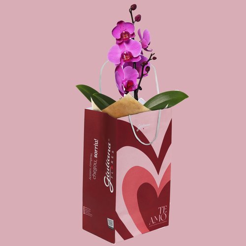 Orquídea Pink Presente - Te Amo