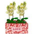 Dupla de Orquídeas Amarelas Love