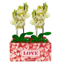 Imagem de Dupla de Orquídeas Amarelas Love