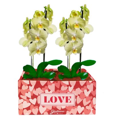 Dupla de Orquídeas Amarelas Love