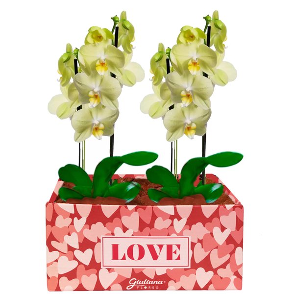 Dupla de Orquídeas Amarelas Love