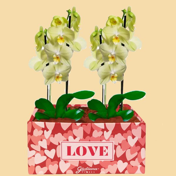 Dupla de Orquídeas Amarelas Love