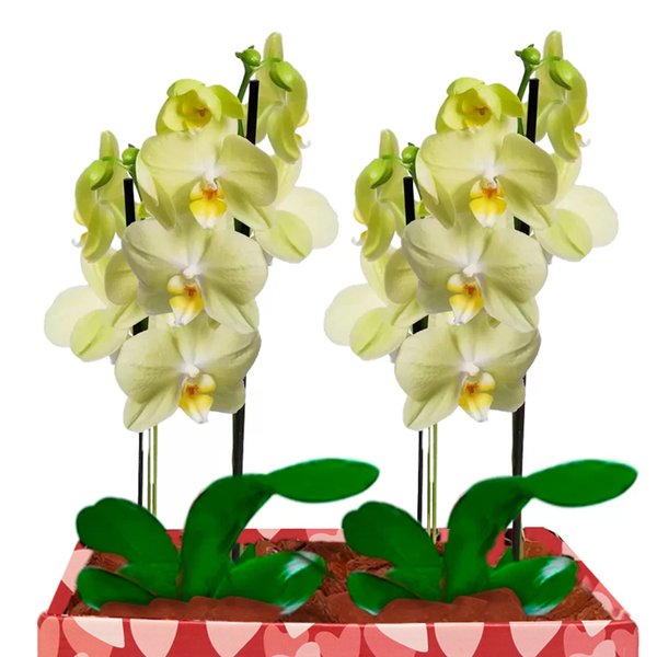 Dupla de Orquídeas Amarelas Love