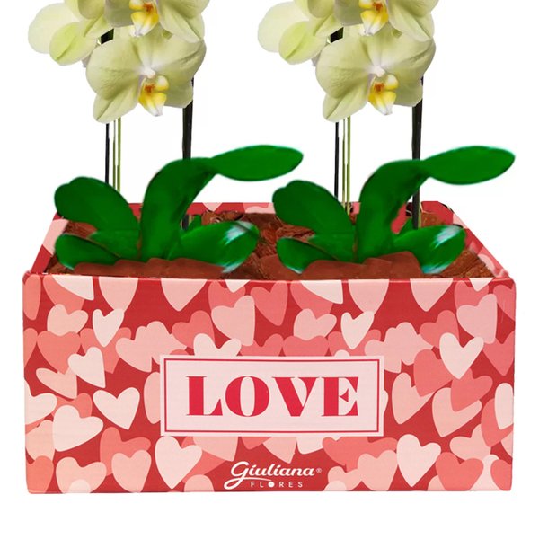 Dupla de Orquídeas Amarelas Love