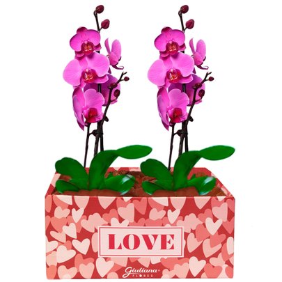 Dupla de Orquídeas Pink Love