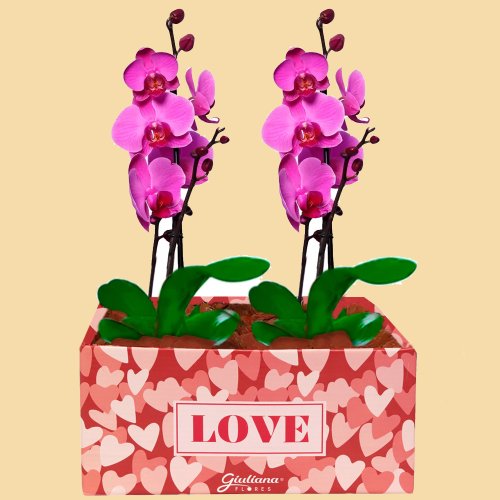 Dupla de Orquídeas Pink Love