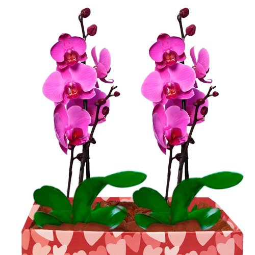 Dupla de Orquídeas Pink Love