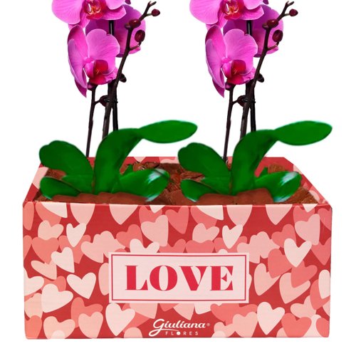 Dupla de Orquídeas Pink Love