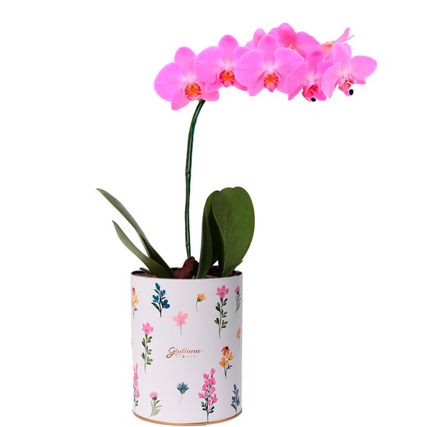 Orquídea Phalaenopsis Pink no Box Florescer