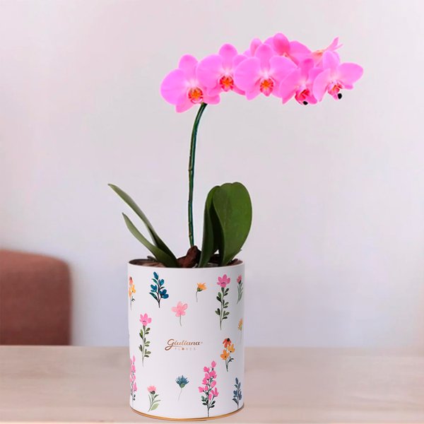 Orquídea Phalaenopsis Pink no Box Florescer
