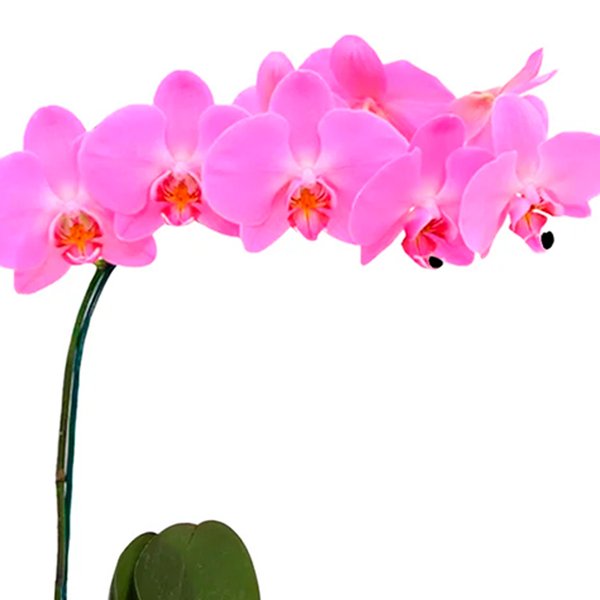 Orquídea Phalaenopsis Pink no Box Florescer
