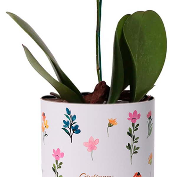 Orquídea Phalaenopsis Pink no Box Florescer
