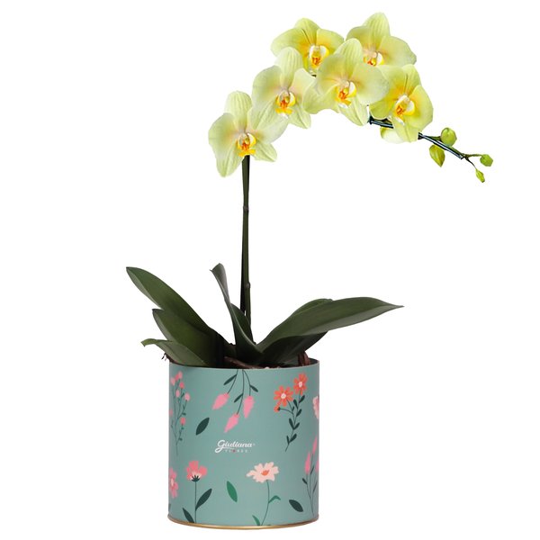 Orquídea Phalaenopsis Amarela no Box Florescer