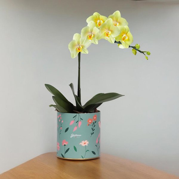 Orquídea Phalaenopsis Amarela no Box Florescer