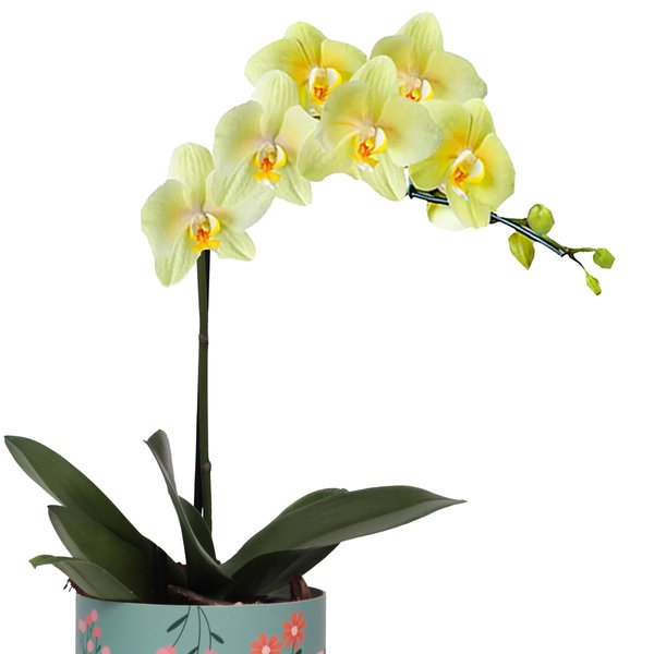 Orquídea Phalaenopsis Amarela no Box Florescer