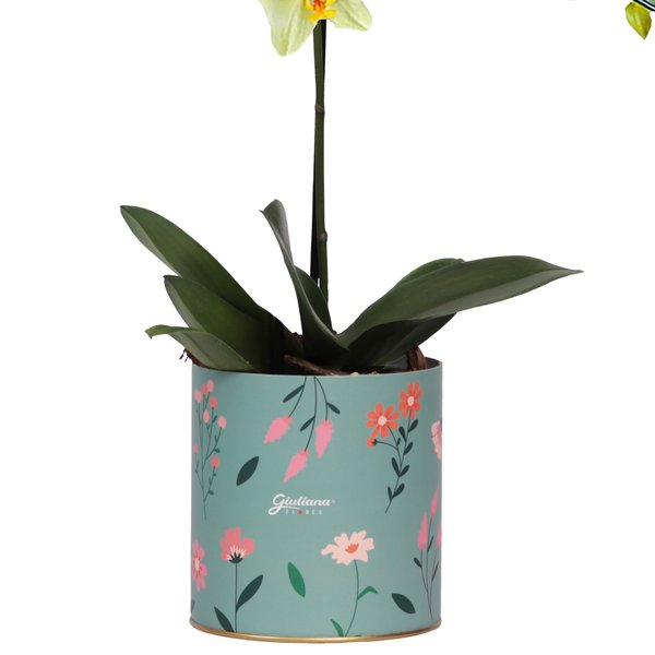Orquídea Phalaenopsis Amarela no Box Florescer
