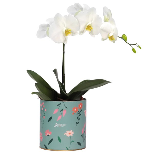 Orquídea Phalaenopsis Branca no Box Florescer