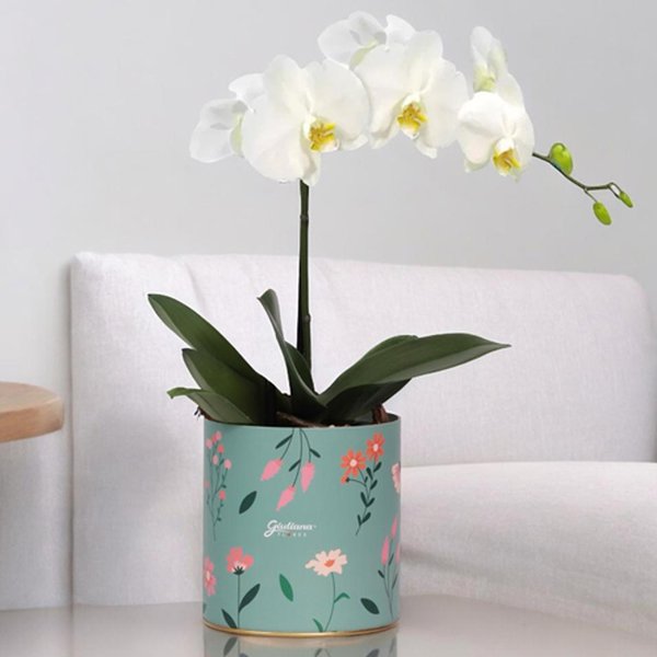 Orquídea Phalaenopsis Branca no Box Florescer