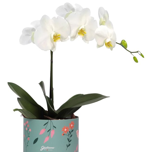 Orquídea Phalaenopsis Branca no Box Florescer