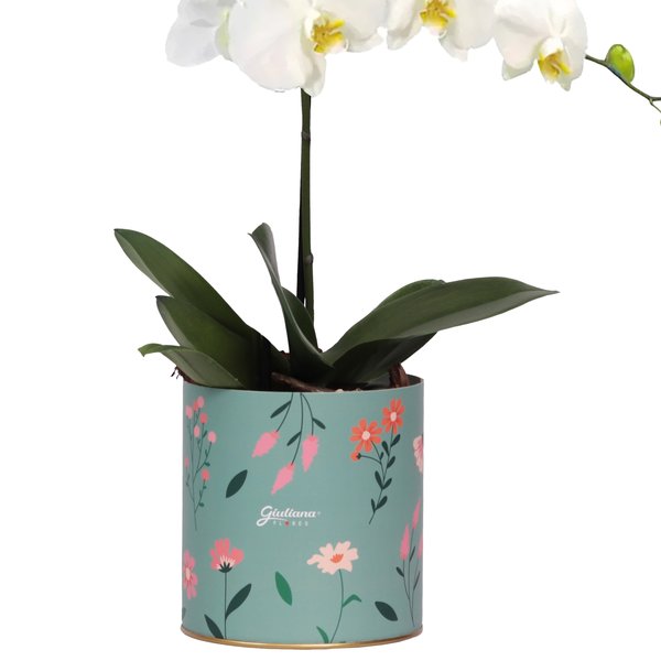 Orquídea Phalaenopsis Branca no Box Florescer