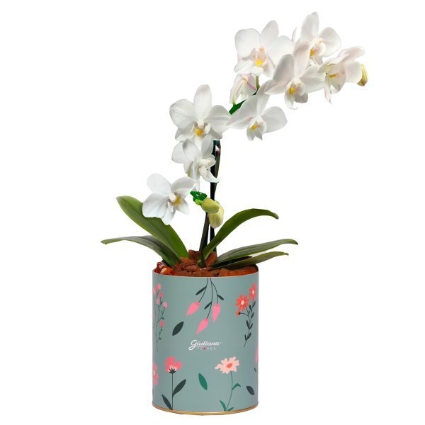Orquídea Mini Rara Branca no Box Florescer