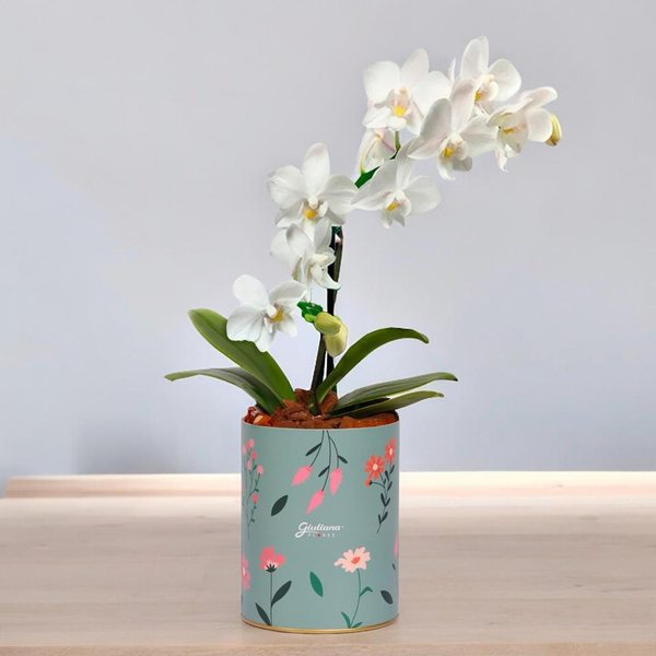 Orquídea Mini Rara Branca no Box Florescer