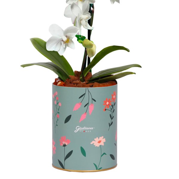 Orquídea Mini Rara Branca no Box Florescer