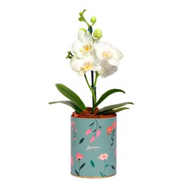 Imagem de Mini Orquídea Mimo Branca no Box Florescer