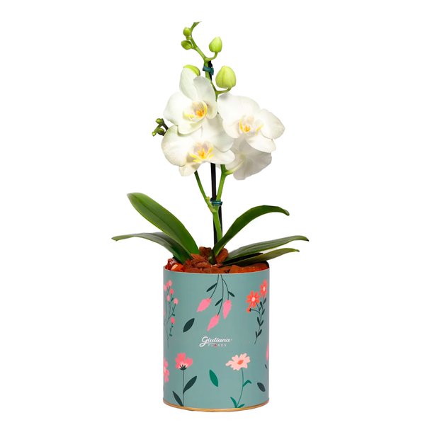 Mini Orquídea Ilustre Branca no Box Florescer