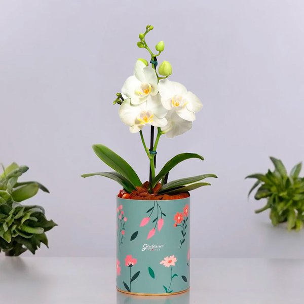 Mini Orquídea Ilustre Branca no Box Florescer