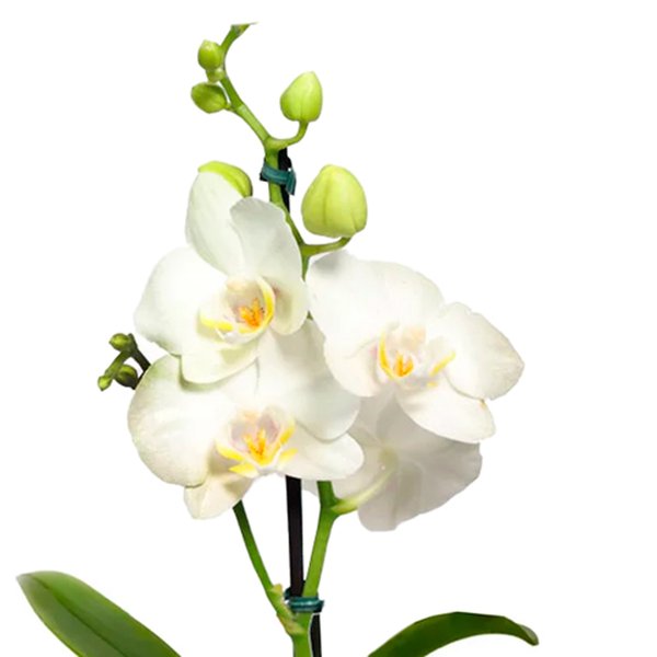 Mini Orquídea Ilustre Branca no Box Florescer