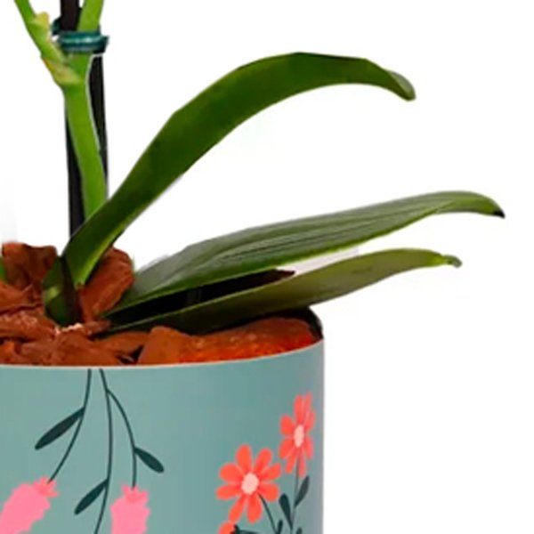 Mini Orquídea Ilustre Branca no Box Florescer