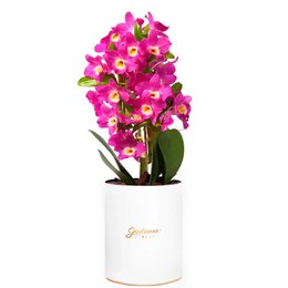 Imagem de Orquídea Dendrobium Lilás no Box