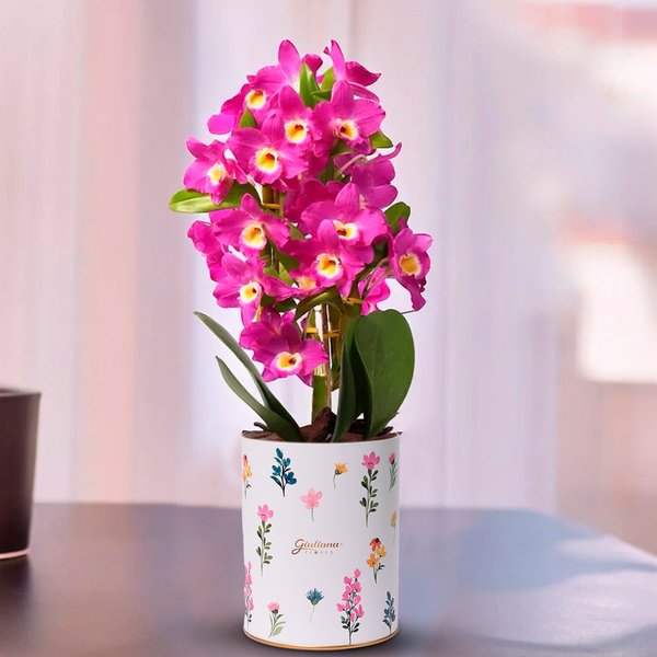 Orquídea Dendrobium Lilás no Box Florescer