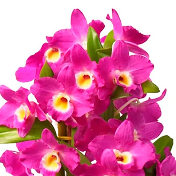 Orquídea Dendrobium Lilás no Box Florescer
