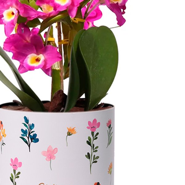 Orquídea Dendrobium Lilás no Box Florescer