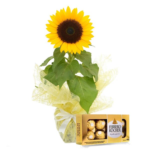 Girassol Plantado Presente e Ferrero
