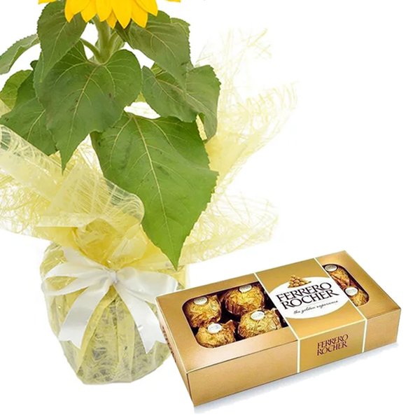 Girassol Plantado Presente e Ferrero