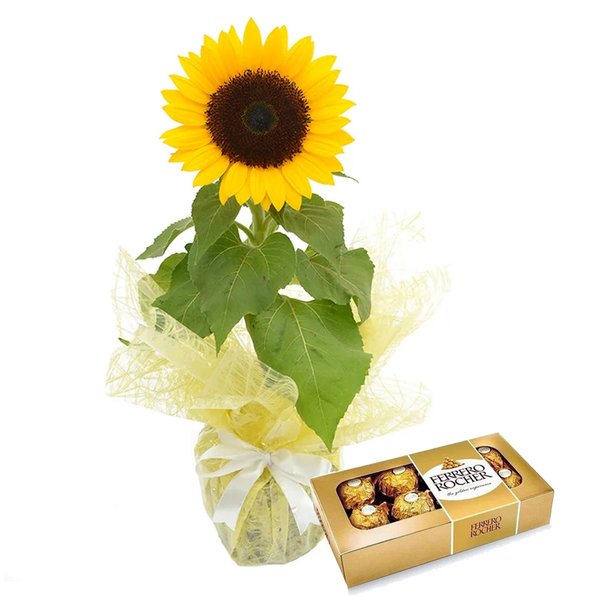 Girassol Plantado Presente e Ferrero