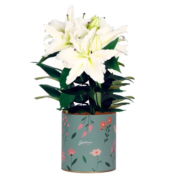 Lírio Branco Plantado no Box Florescer