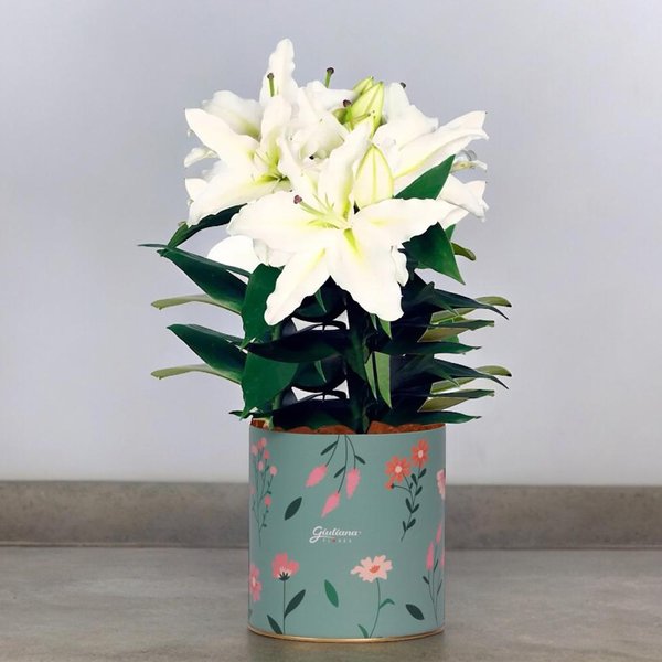Lírio Branco Plantado no Box Florescer