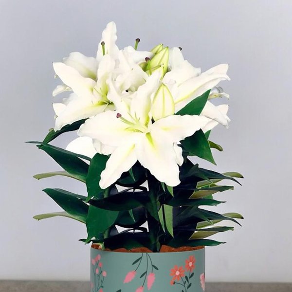 Lírio Branco Plantado no Box Florescer