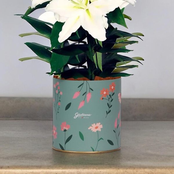 Lírio Branco Plantado no Box Florescer