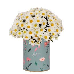 Imagem de Margaridinha Branca Plantada no Box Florescer