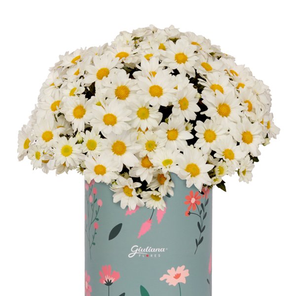 Margaridinha Branca Plantada no Box Florescer
